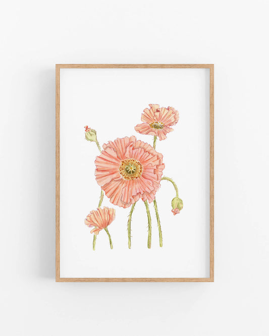 "Mohnblume" - limitierter Kunstdruck